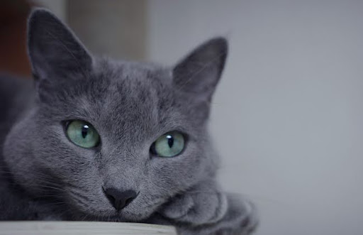 Những chú mèo xanh này vô cùng ưa sạch sẽ và có thói tự quen vệ sinh cơ thể tốt