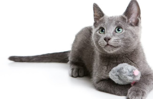Lông của mèo Russian Blue là một đặc điểm độc đáo và quyến rũ của giống mèo này