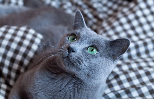 Tuổi thọ của mèo Russian Blue trung bình là từ 10 đến 20 năm
