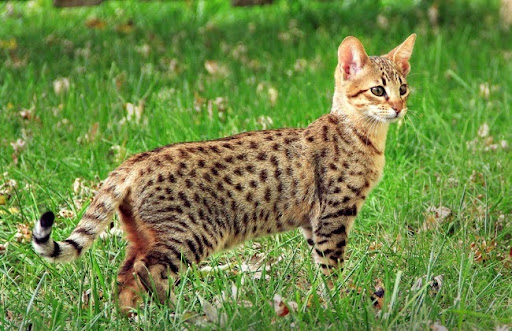 Mèo Savannah có khả năng xoay tai của chúng đến 180 độ, để nghe âm thanh từ nhiều hướng khác nhau