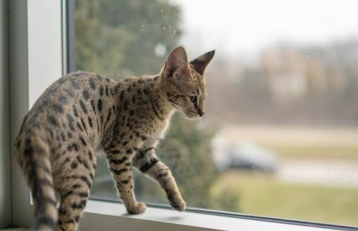 Dù có nguồn gốc hoang dã, mèo Savannah cũng rất thích nuông chiều như mèo nhà