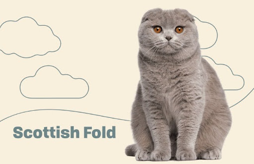 Giống mèo này là một giống mèo tự nhiên có nguồn gốc từ Scotland