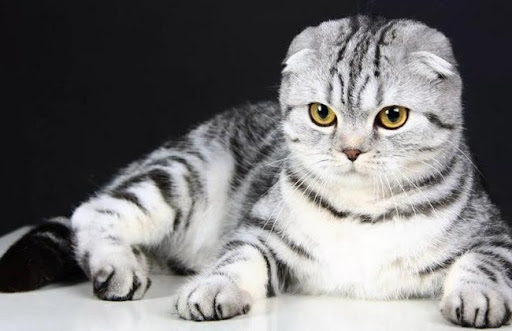 Đặc trưng nhất của mèo Scotland tai cụp là đôi tai ngắn và cụp xuống phía trước do đột biến gen trội