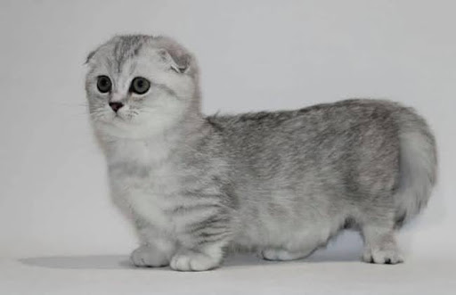 Mèo Scottish Kilt là một giống mèo mới được lai tạo từ hai giống mèo là Mèo Scottish Fold và Mèo Munchkin