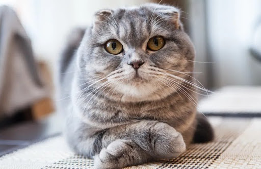 Điểm nổi bật nhất của mèo Scottish Kilt là đôi tai cụp và đôi chân ngắn
