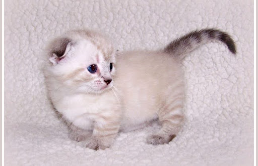 Mèo Scottish Kilt là một giống mèo mới và hiếm, nên nhiều người có thể chưa biết rõ