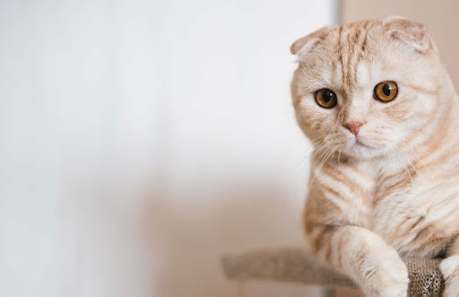 Mèo Scottish Kilt có thể sinh từ 3 đến 5 mèo con mỗi lứa, và có thể sinh đến 3 lứa một năm