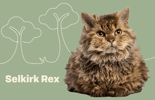 Mèo Selkirk Rex có nguồn gốc từ tiểu bang Montana, Mỹ vào năm 1987