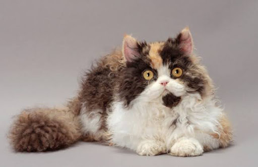Chải lông cho mèo Selkirk Rex ít nhất hai lần mỗi tuần, để loại bỏ những sợi lông rụng, bụi bẩn và giữ cho bộ lông của chúng luôn mềm mại và xoăn đều