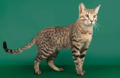 Mèo Serengeti được công nhận và đăng ký bởi Hiệp hội Mèo Quốc tế (TICA) vào năm 2001