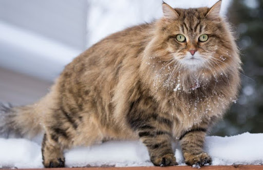 Mèo Siberian được cho là tổ tiên của nhiều giống mèo lông dài hiện đại, như mèo Maine Coon hay mèo rừng Na Uy