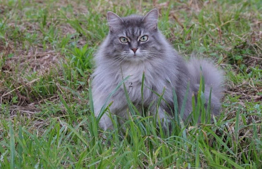Một số chú mèo Siberian có thể nặng tới 12 kg nếu được chăm sóc tốt