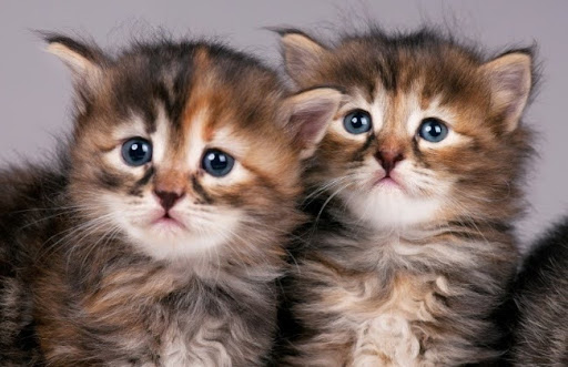 Chọn mèo con giống có độ tuổi từ 2 tháng trở lên, khi mèo đã cai sữa và có thể ăn được thức ăn khô