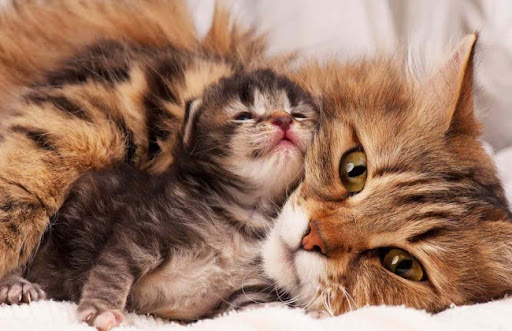 Mèo Siberian có sức khỏe sinh sản tốt, có thể sinh đến 6 con trong một lứa