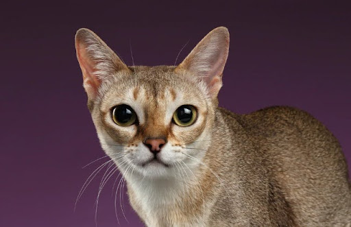 Mèo Singapura là giống mèo có kích thước nhỏ nhất thế giới