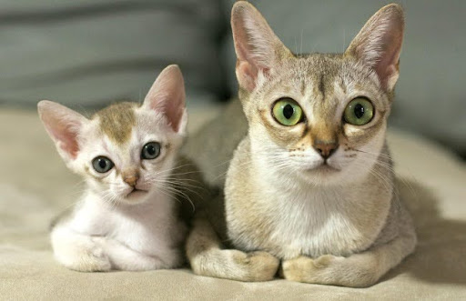 Mèo Singapura có khả năng sinh sản từ 6 tháng tuổi, và có thể sinh từ 3 đến 5 mèo con mỗi lứa