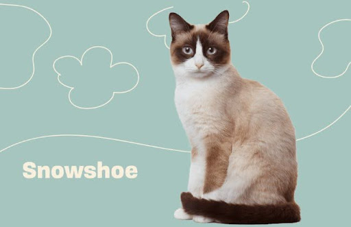 Mèo Snowshoe ra đời bằng sự lai tạo giữa mèo Xiêm và mèo Mỹ lông ngắn