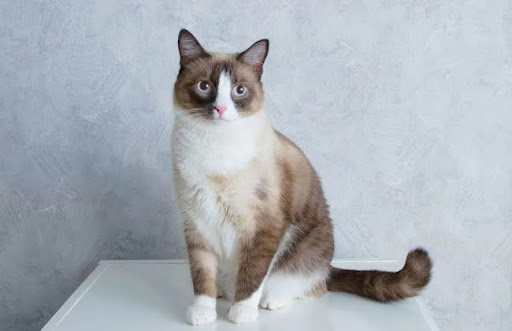 Mèo Snowshoe là một giống mèo độc đáo và quý hiếm, có ngoại hình đáng yêu và thu hút