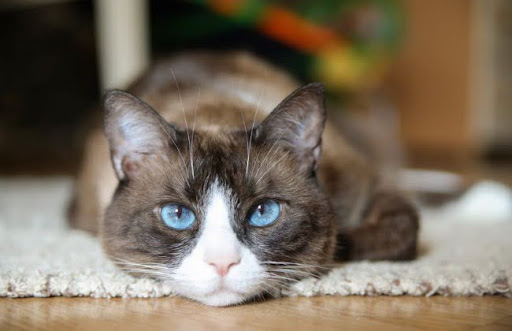 Bạn nên tìm hiểu kỹ về giống mèo này trước khi quyết định nuôi một con mèo Snowshoe