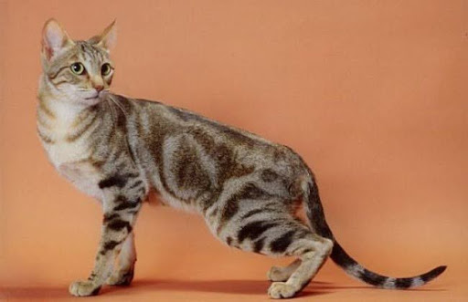Mèo Sokoke là một giống mèo tự nhiên, sinh sống ở vùng đất hoang vu Khadzonzo thuộc của miền Đông, ven biển Kenya