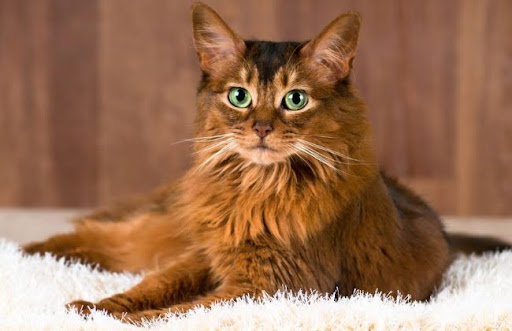 Mèo Somali bắt nguồn từ một con mèo Abyssinian bị đột biến có bộ lông dài