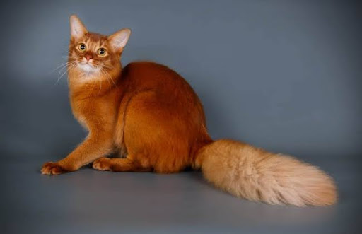 Điểm nổi bật nhất của mèo Somali là bộ lông dài, mượt mà và đa sắc màu