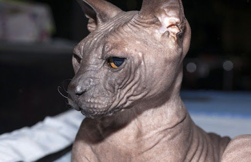 Giống mèo này được phát hiện lần đầu tiên vào năm 1987 tại thành phố Rostov trên sông Đông