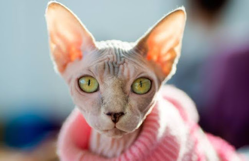 Tuổi thọ của mèo Sphynx được ước tính là từ 13 đến 15 năm, có thể lên tới 20 năm nếu được chăm sóc tốt
