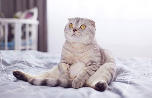 Mèo tai cụp cũng có một số hành vi đặc trưng, như thích ngồi hay nằm ở những tư thế kỳ lạ