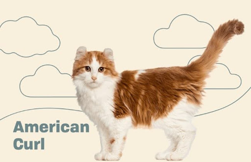 Mèo tai quăn Hoa Kỳ là một giống mèo rất thân thiện, ngoan ngoãn và dễ gần
