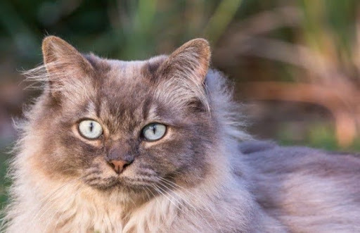 Mèo Tiffany là một con mèo cỡ trung bình nặng khoảng 3 đến 6kg