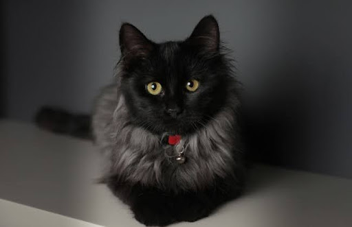 Mèo Tiffany có thể thể hiện sự yêu thương bằng cách dụi đầu vào chân, cắn nhẹ vào tay, hoặc nằm sấp cho bạn xem bụng