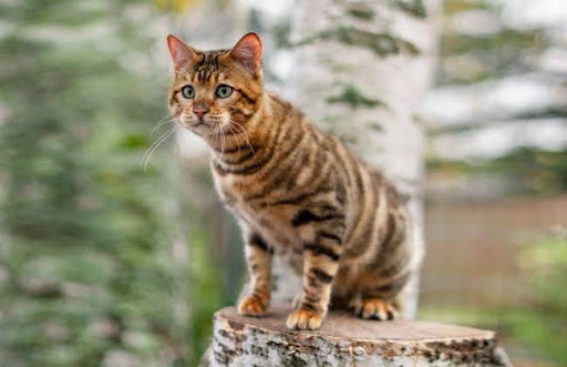 Mèo Toyger là kết quả của việc lai giống giữa mèo Domestic Shorthair và mèo Bengal