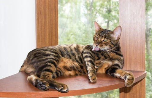 Dù có vẻ ngoài giống loài hổ nhưng tính cách mèo Toyger đặc trưng của mèo nhà