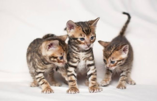 Một chú mèo Toyger chuẩn nhập từ nước ngoài có thể lên đến 250 triệu đồng 