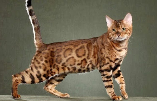 Mèo vân hoa California là kết quả của một dự án gây giống mèo nhằm tạo ra một giống mèo trông giống như báo đốm hay báo hoa mai