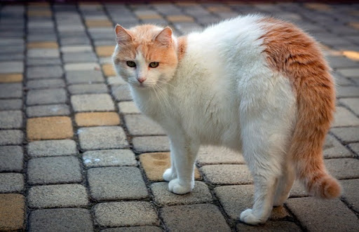 Theo các nhà nghiên cứu, giống mèo Van Thổ Nhĩ Kỳ này đã xuất hiện khoảng 5000 năm