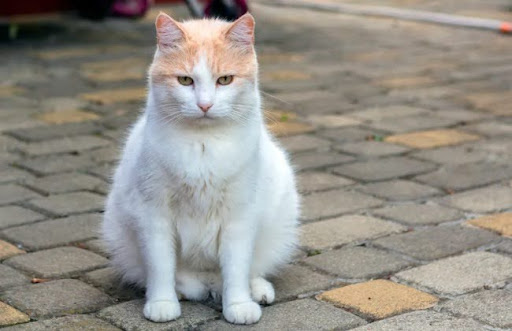 Mèo Van Thổ Nhĩ Kỳ có hình dáng cân đối và khỏe mạnh, với kích thước lớn hơn so với nhiều giống mèo khác