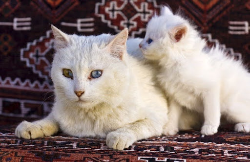 Mèo Van Thổ Nhĩ Kỳ là một giống mèo có nhu cầu dinh dưỡng cao