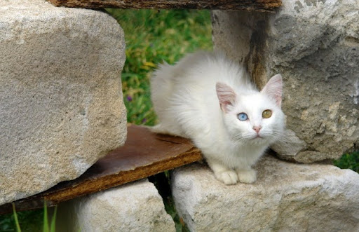 Một lứa mèo Van Thổ Nhĩ Kỳ thường có từ 3 đến 5 mèo con