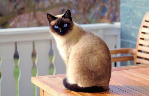 Mèo Xiêm là giống mèo đóng góp quan trọng trong việc tạo ra các giống mèo mới vì vẻ đẹp và tính cách của chúng