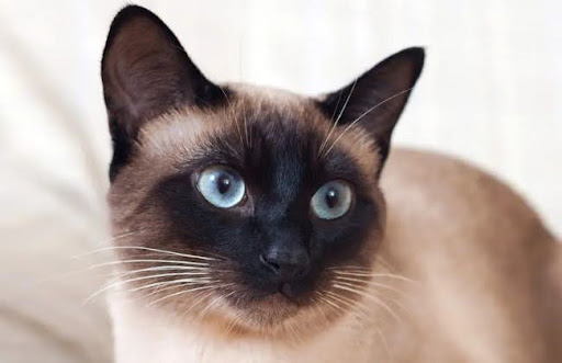 Mèo Xiêm có màu lông chủ đạo là màu kem, xám, socola, nhưng phần lông ở tai, chân, đuôi và mặt có màu đậm hơn, thường là màu đen hoặc nâu