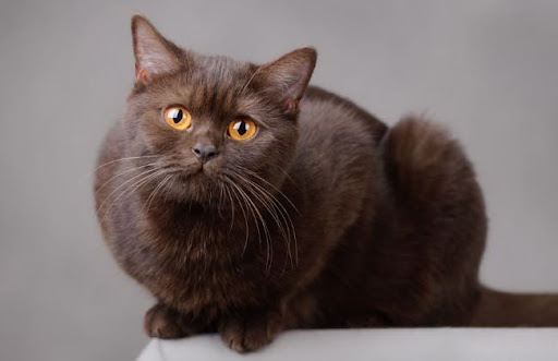Mèo York Chocolate là một giống mèo lông dài có nguồn gốc từ Mỹ, được lai tạo từ các giống mèo khác nhau