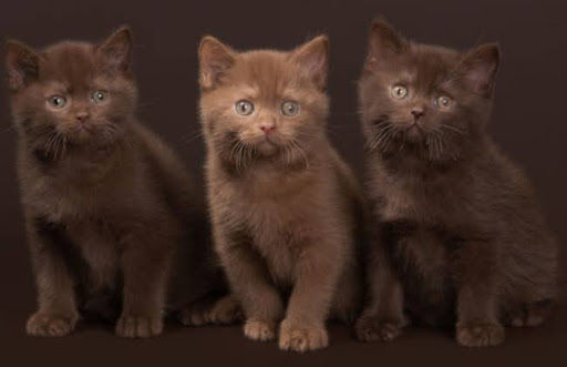 Mèo York Chocolate có khả năng sinh sản cao, có thể đẻ từ 4 đến 6 mèo con mỗi lần