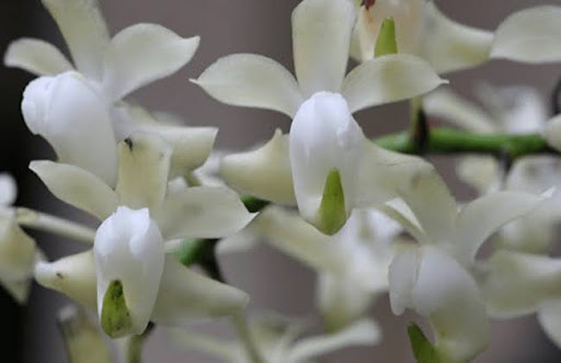 Loài hoa lan bạch nhạn có nguồn gốc từ châu Á, đặc biệt là khu vực phía nam Trung Quốc và Việt Nam