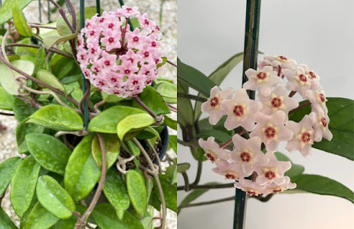 Nguồn gốc của hoa lan Hoya carnosa
