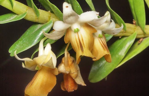 Lan hoàng thảo hương duyên có thể nhân giống bằng hai cách: chia rễ và gieo hạt