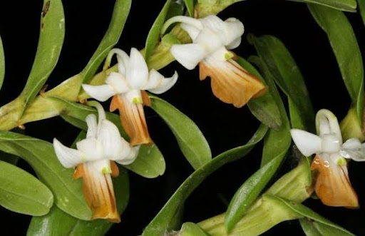 Lan hoàng thảo hương duyên là một loài lan đẹp và thơm ngát, có giá trị kinh tế và thẩm mỹ cao