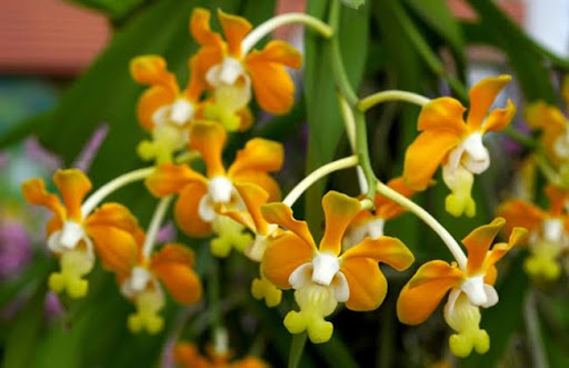 Việc trồng và câu dưỡng từng loại Lan Mỹ Dung Dạ Hương phù hợp sẽ giúp khám phá vẻ đẹp và sự độc đáo của loài hoa này