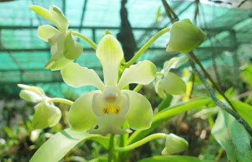 Với những lưu ý trên, bạn có thể chăm sóc và trồng Lan Mỹ Dung Dạ Hương thành công và tận hưởng vẻ đẹp quyến rũ của loài hoa này.